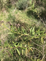 Baccharis punctulata