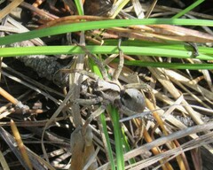 Alopecosa inquilina