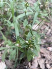 Elephantopus carolinianus