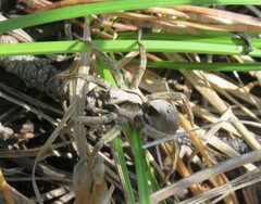 Alopecosa inquilina