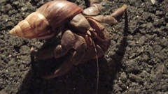 Coenobita brevimanus