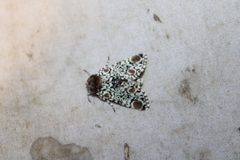 Harrisimemna trisignata