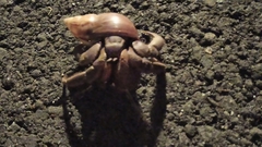 Coenobita brevimanus