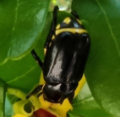 Rutela