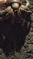 Coenobita brevimanus