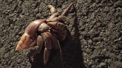 Coenobita brevimanus