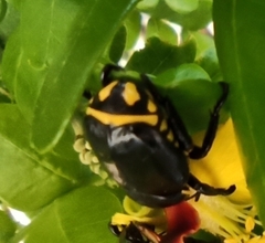 Rutela