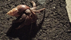 Coenobita brevimanus