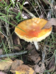 Amanita muscaria