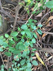 Salpichroa tristis