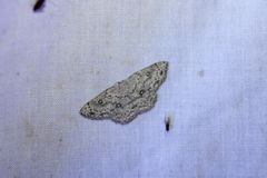 Cyclophora pendulinaria