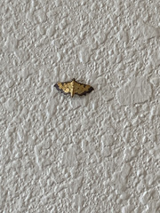 Ategumia ebulealis