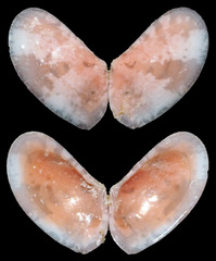 Tellinidae