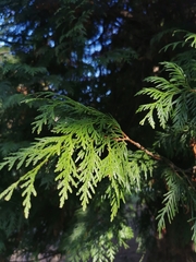 Thuja