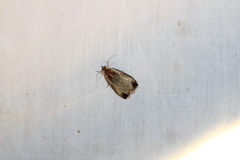 Olethreutes inornatana