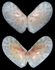 Tellinidae
