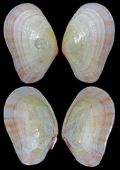 Tellinidae