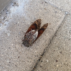 Graptopsaltria bimaculata