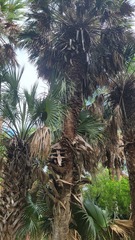 Sabal palmetto