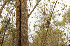Chlamydera nuchalis