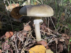 Amanita phalloides