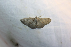 Aethalura intertexta