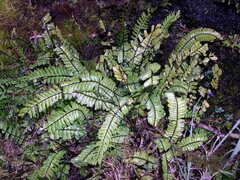 Asplenium monanthes