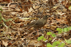 Stomiopera unicolor