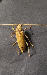 Susuacanga stigmatica