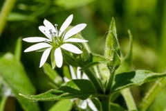 Stellaria media