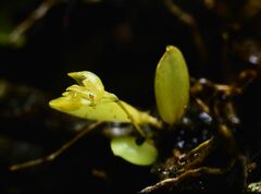 Specklinia mazei