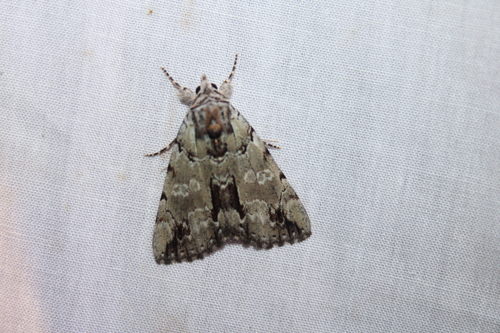 Praeclara Underwing Moth photo 6