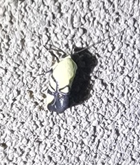 Eusceptis flavifrimbriata