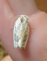 Antaeotricha