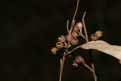 Eucalyptus propinqua