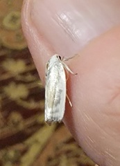 Antaeotricha