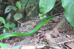 Leptophis ahaetulla