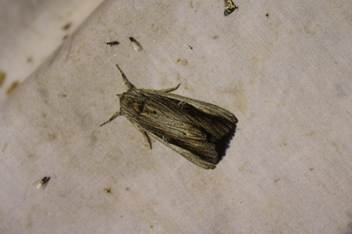 Herodias Underwing photo 2