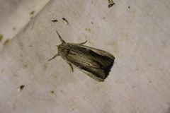 Catocala herodias gerhardi