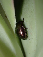 Chrysolina gemina