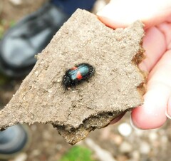 Astylus aulicus