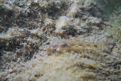 Glossogobius