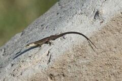 Squamata
