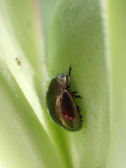 Chrysolina gemina