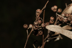 Eucalyptus propinqua