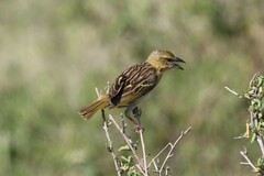 Ploceus