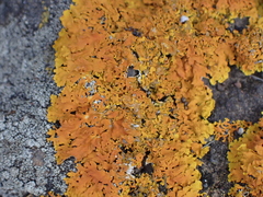 Xanthorioideae