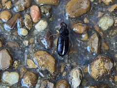 Harpalus caliginosus
