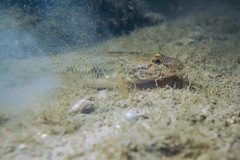 Glossogobius