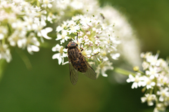 Tabanus bromius